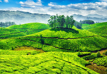 Munnar Alleppey