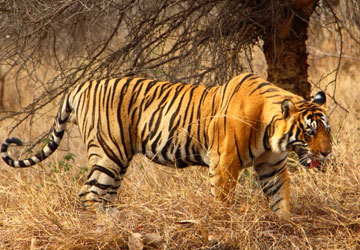 Nainital Mussoorie Corbett