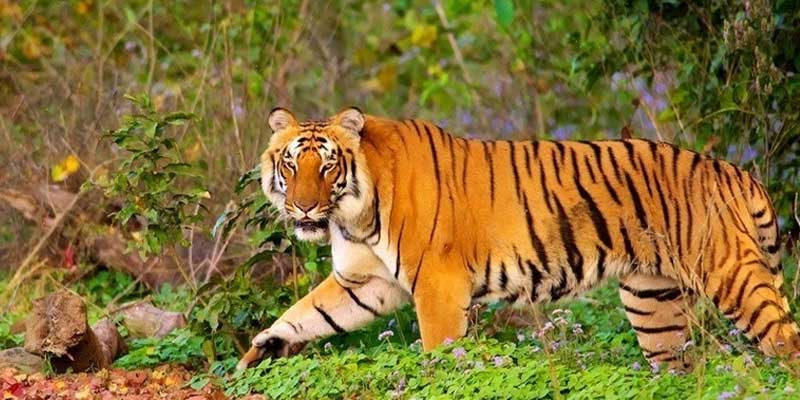 Jim-corbett Tour Package