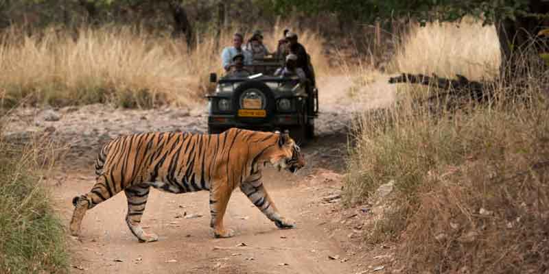 ranthambore Tour